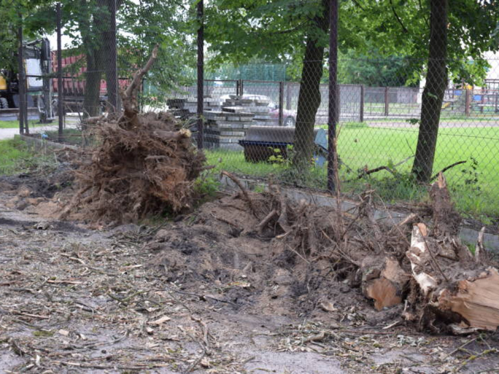 Rosły tu od lat. Ponad 100 drzew wycięto w pień