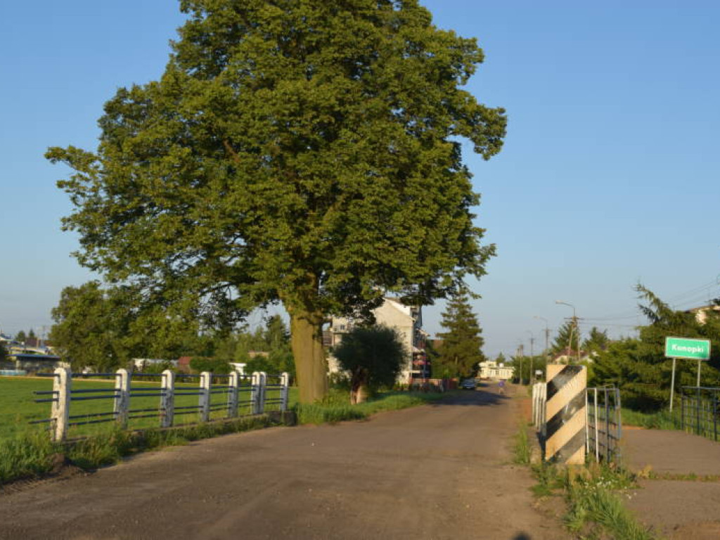 Rosły tu od lat. Ponad 100 drzew wycięto w pień