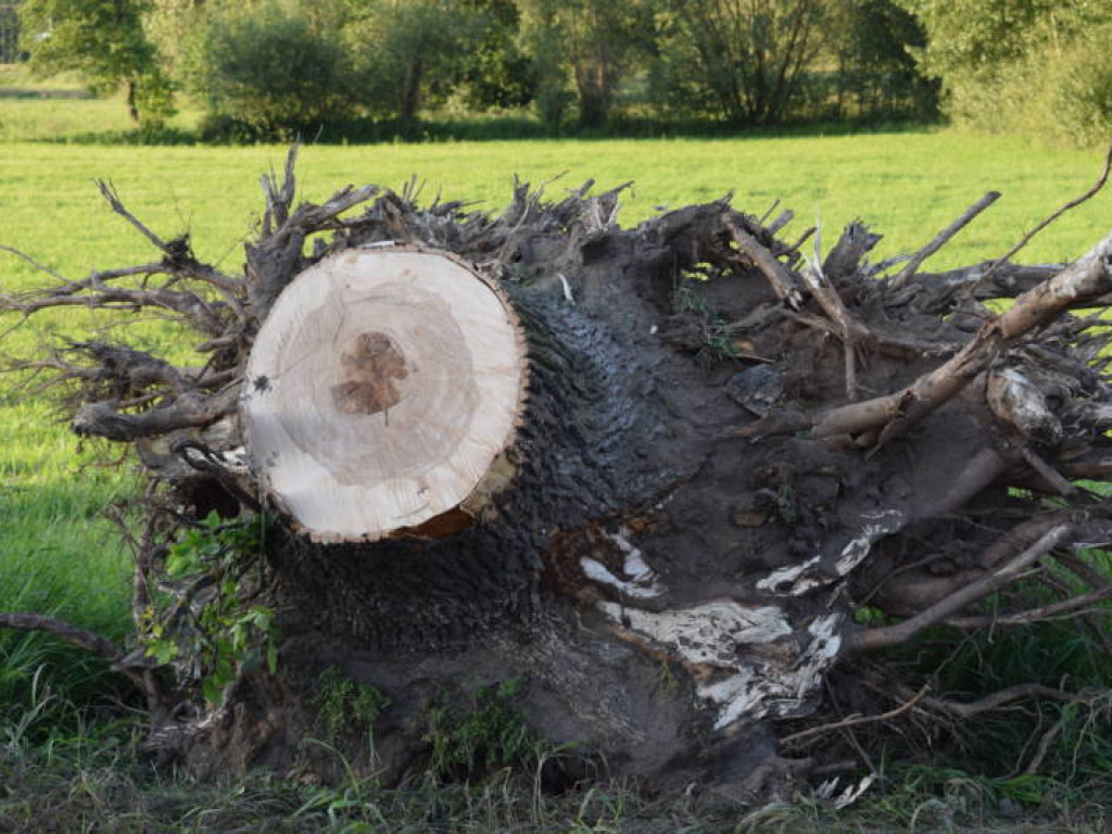 Rosły tu od lat. Ponad 100 drzew wycięto w pień