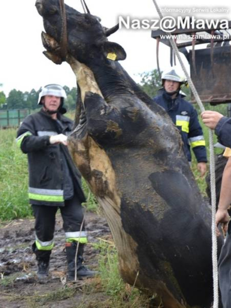 Krowa wpadła do szamba. Uratowali ją strażacy FOTORELACJA