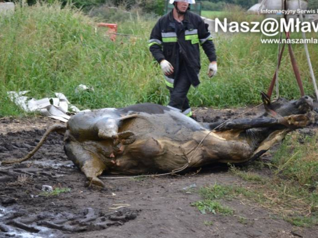 Krowa wpadła do szamba. Uratowali ją strażacy FOTORELACJA