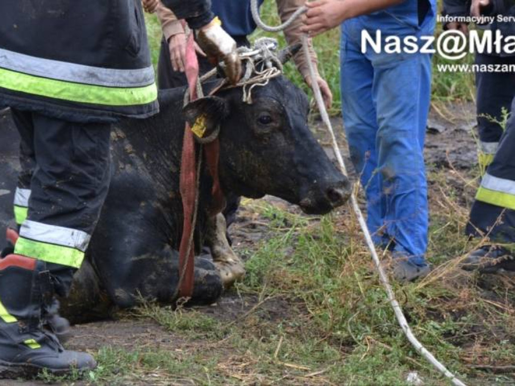 Krowa wpadła do szamba. Uratowali ją strażacy FOTORELACJA