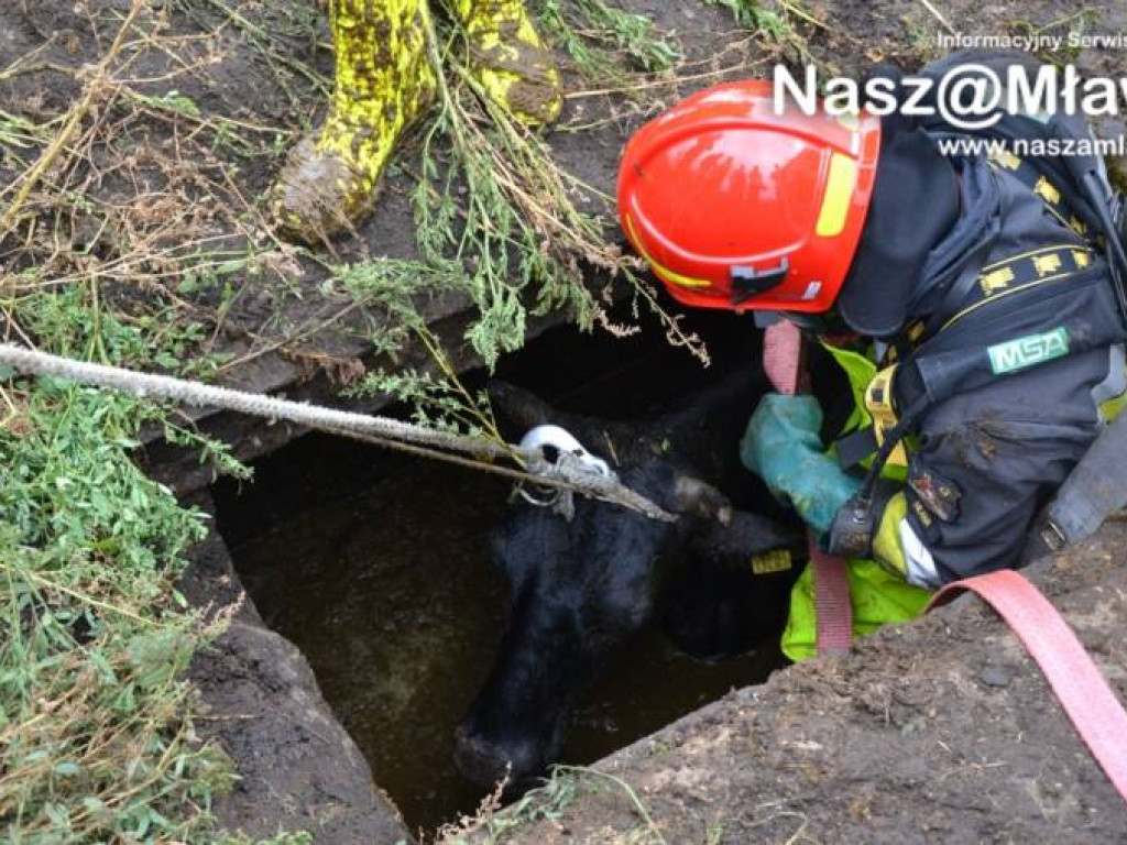 Krowa wpadła do szamba. Uratowali ją strażacy FOTORELACJA