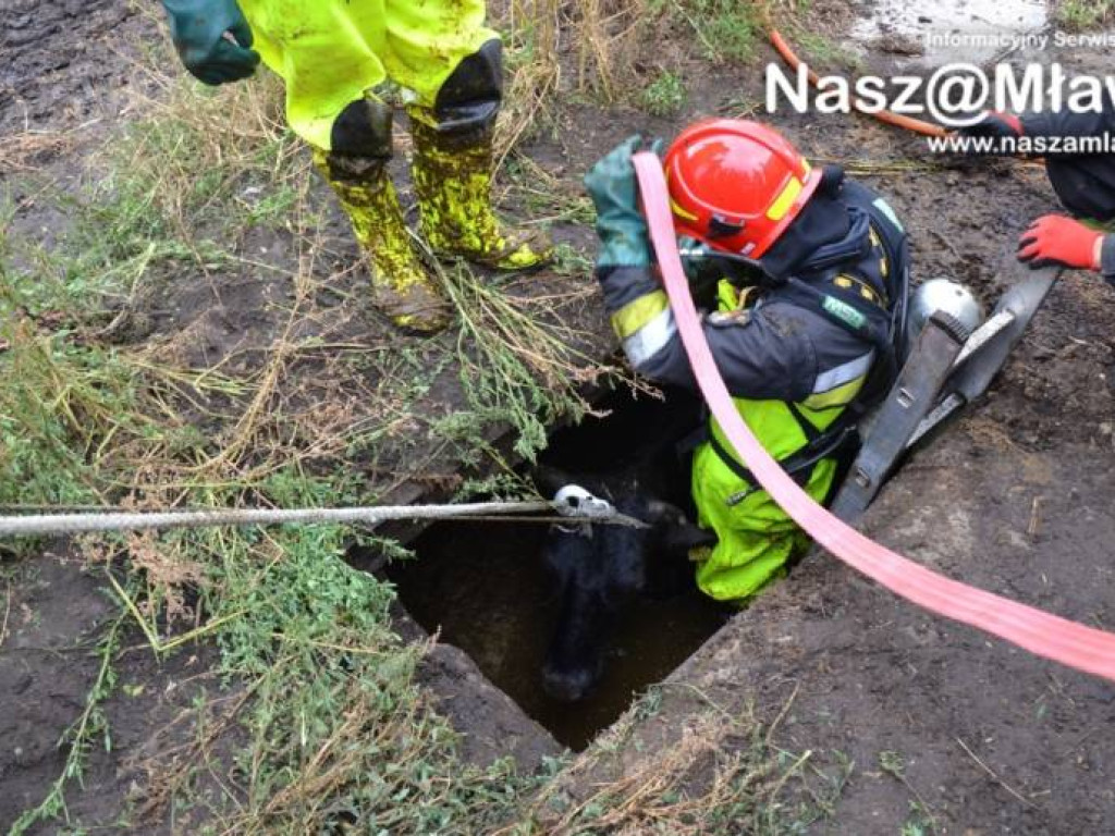 Krowa wpadła do szamba. Uratowali ją strażacy FOTORELACJA