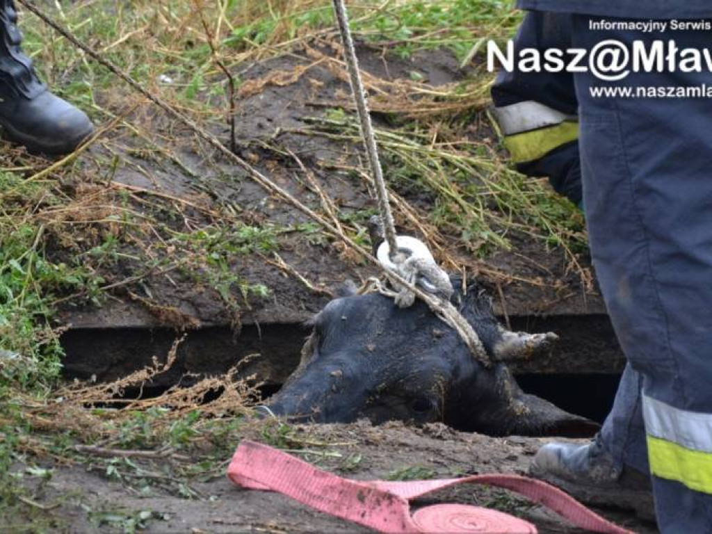 Krowa wpadła do szamba. Uratowali ją strażacy FOTORELACJA