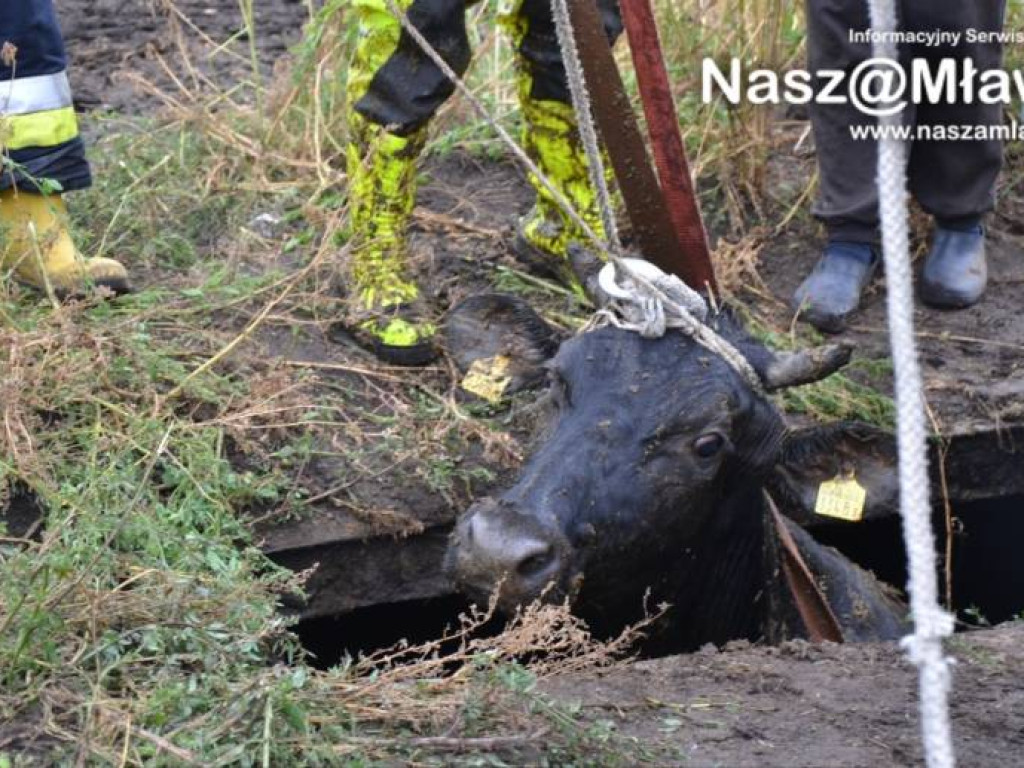 Krowa wpadła do szamba. Uratowali ją strażacy FOTORELACJA