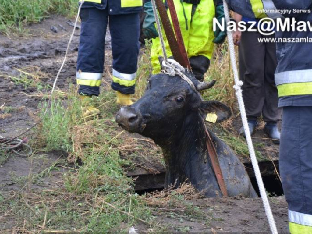 Krowa wpadła do szamba. Uratowali ją strażacy FOTORELACJA