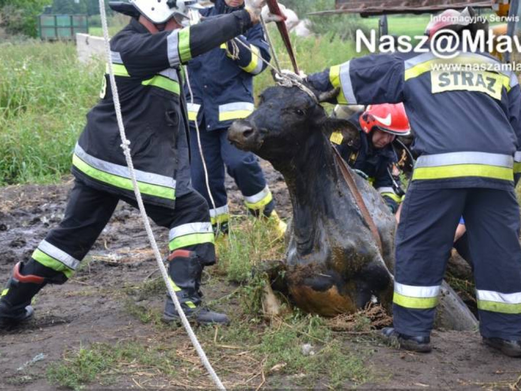 Krowa wpadła do szamba. Uratowali ją strażacy FOTORELACJA