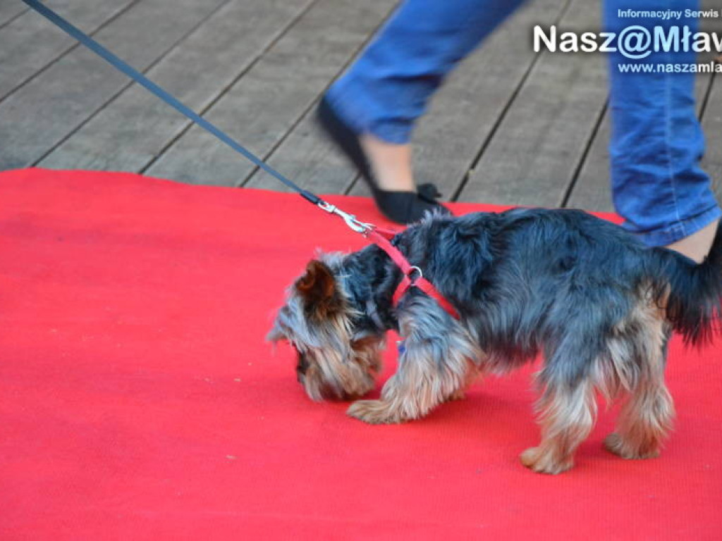 Co się działo w mławskim parku?