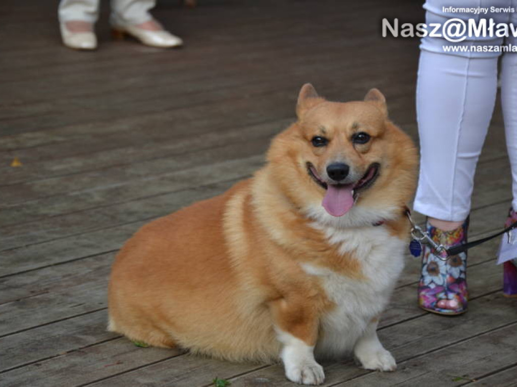 Co się działo w mławskim parku?