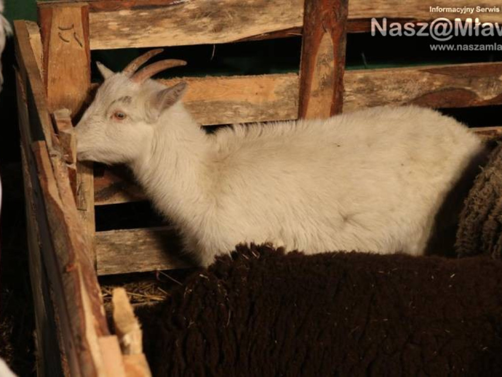 Mławianie życzyli sobie wesołych Świąt