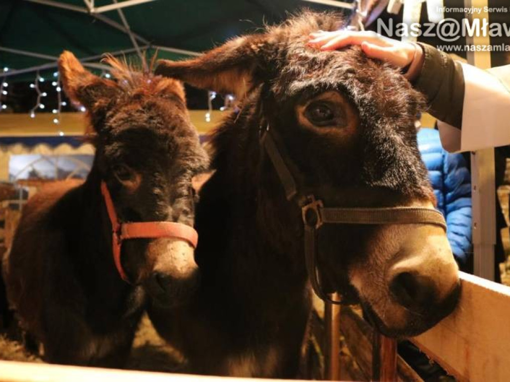 Mławianie życzyli sobie wesołych Świąt