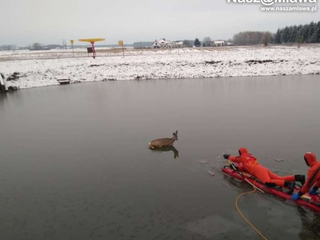 Sokołówek: Nietypowa akcja. Strażacy uratowali... sarnę