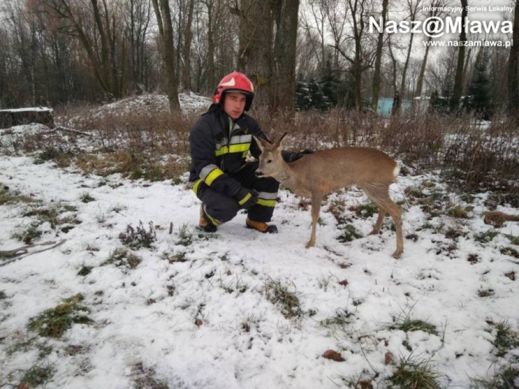 Sokołówek: Nietypowa akcja. Strażacy uratowali... sarnę