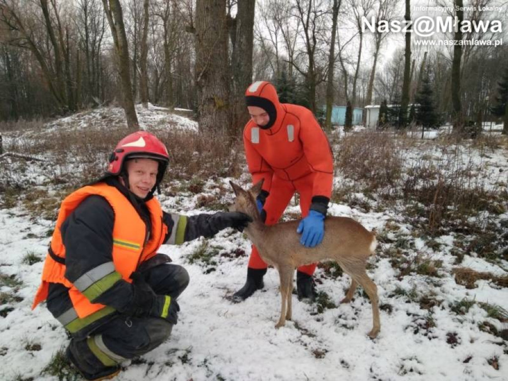 Sokołówek: Nietypowa akcja. Strażacy uratowali... sarnę