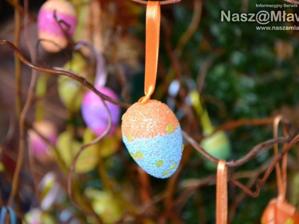 Strzegowo: Palmy, babki i... kurczaki