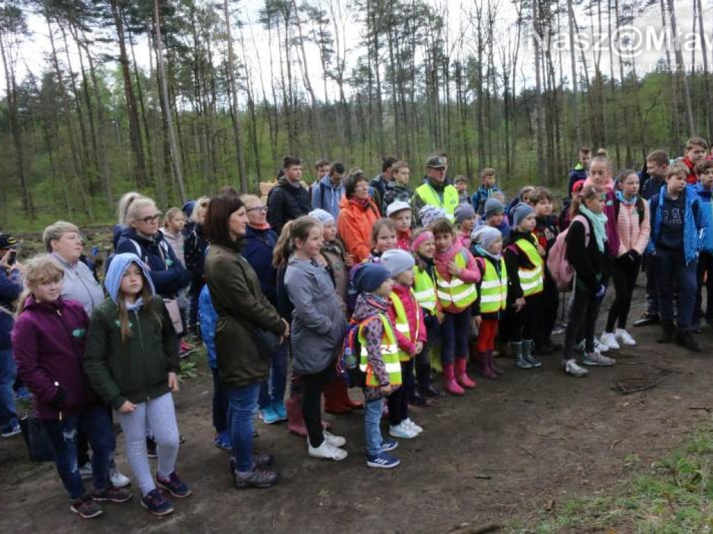 Posadzili w mławskim lesie 10 tysięcy drzew