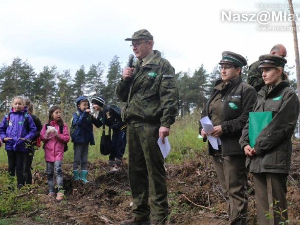 Posadzili w mławskim lesie 10 tysięcy drzew