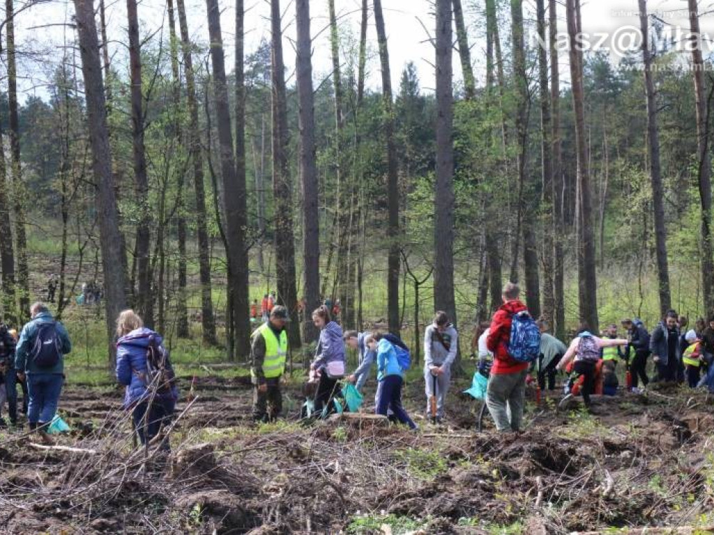 Posadzili w mławskim lesie 10 tysięcy drzew