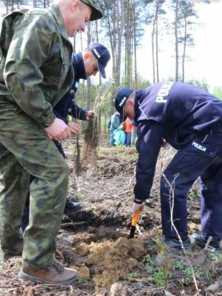 Posadzili w mławskim lesie 10 tysięcy drzew