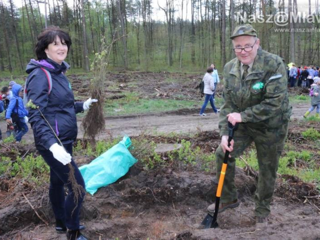 Posadzili w mławskim lesie 10 tysięcy drzew