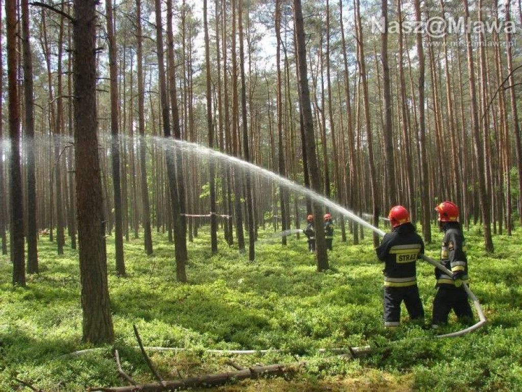 Wielkie manewry strażaków. Pożar w nadleśnictwie Dwukoły