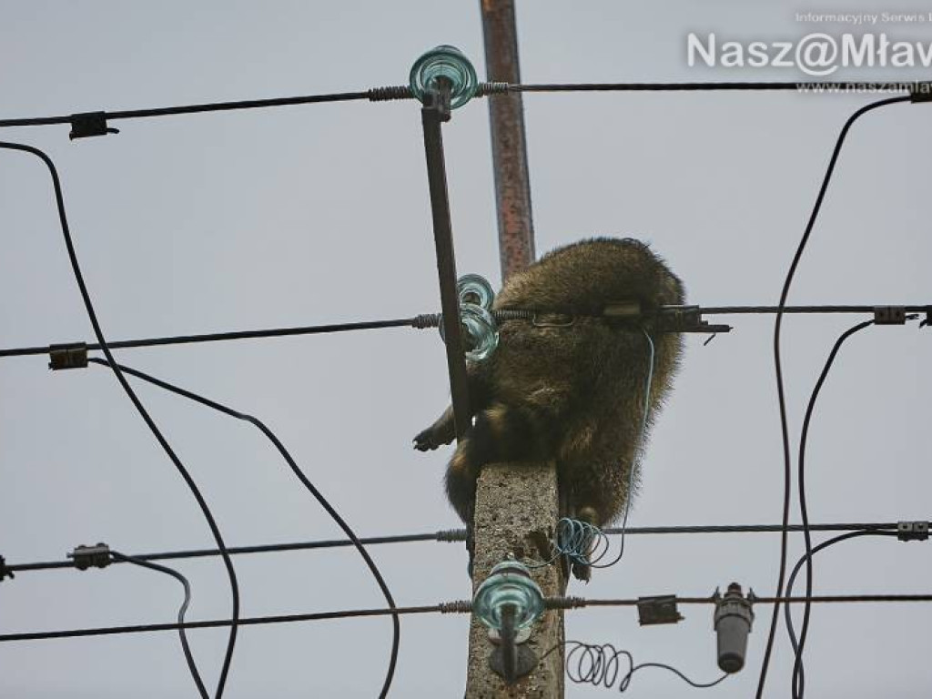 Niecodzienna akcja w Mławie. Szop uratowany!