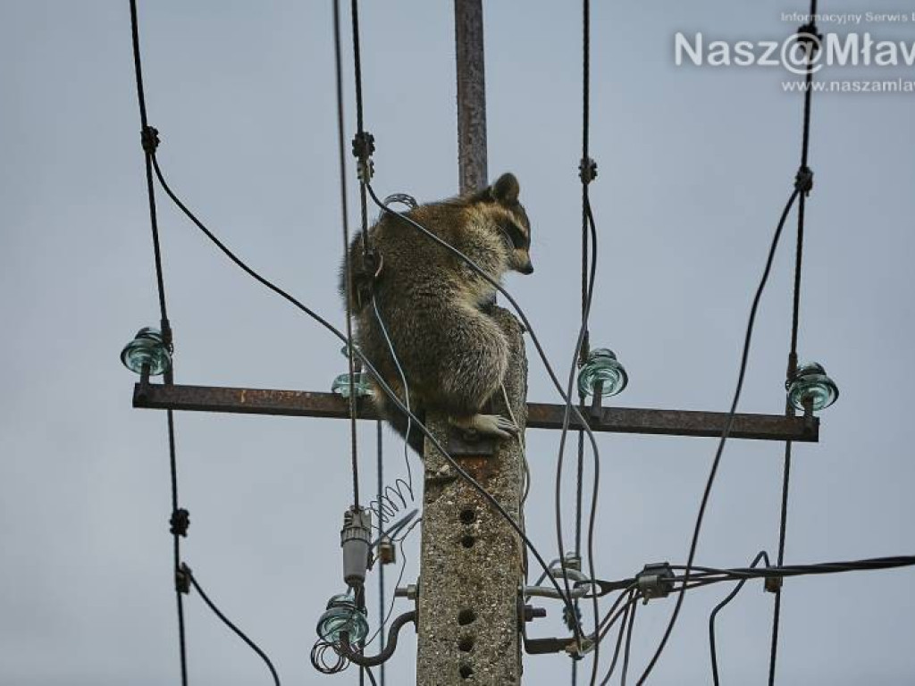 Niecodzienna akcja w Mławie. Szop uratowany!