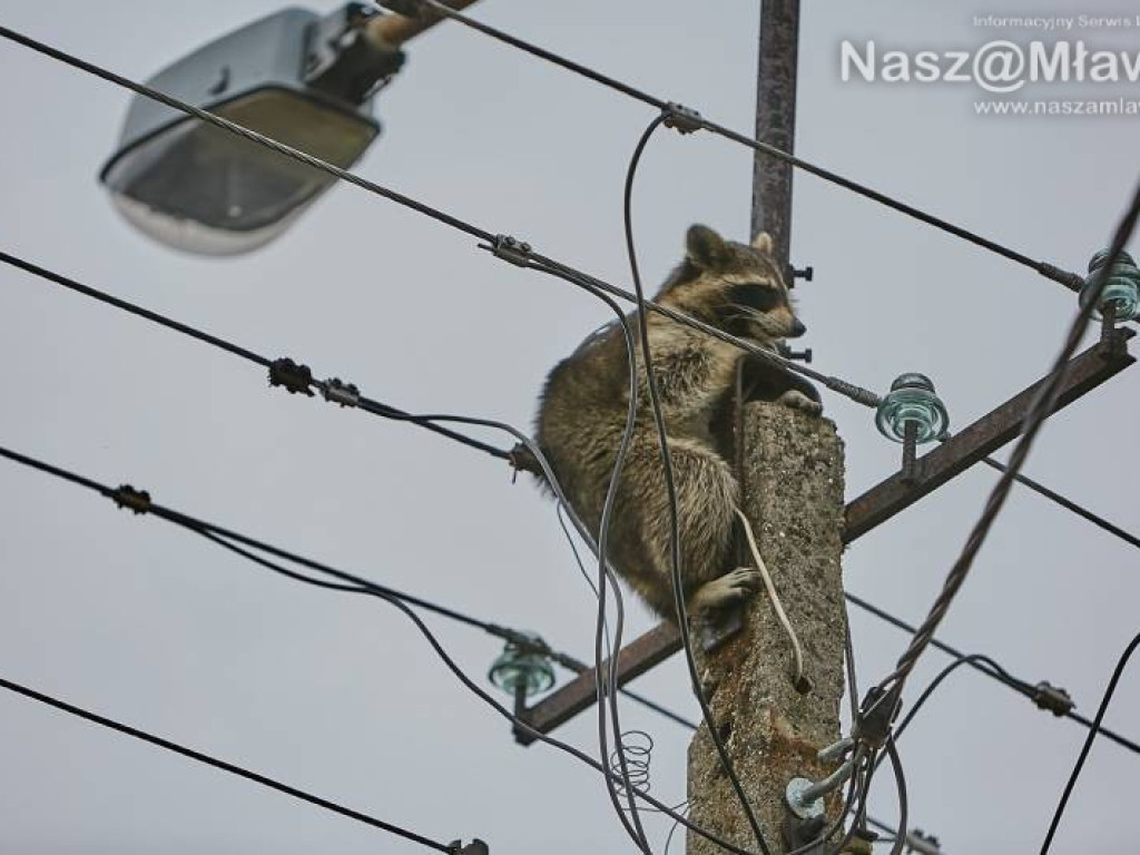 Niecodzienna akcja w Mławie. Szop uratowany!