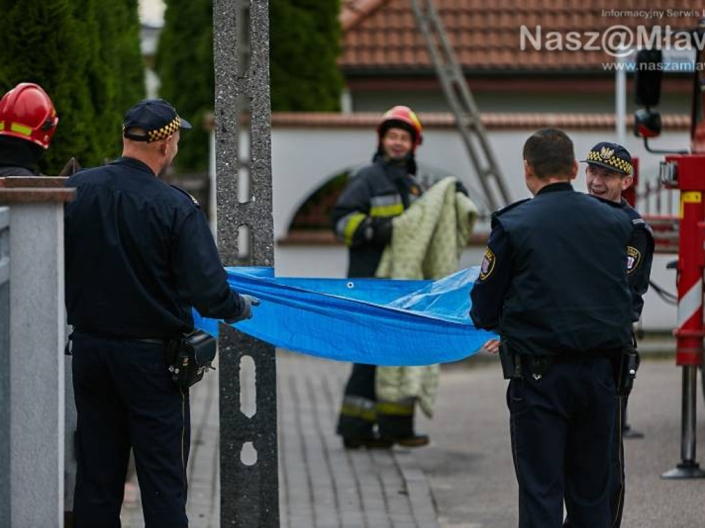 Niecodzienna akcja w Mławie. Szop uratowany!