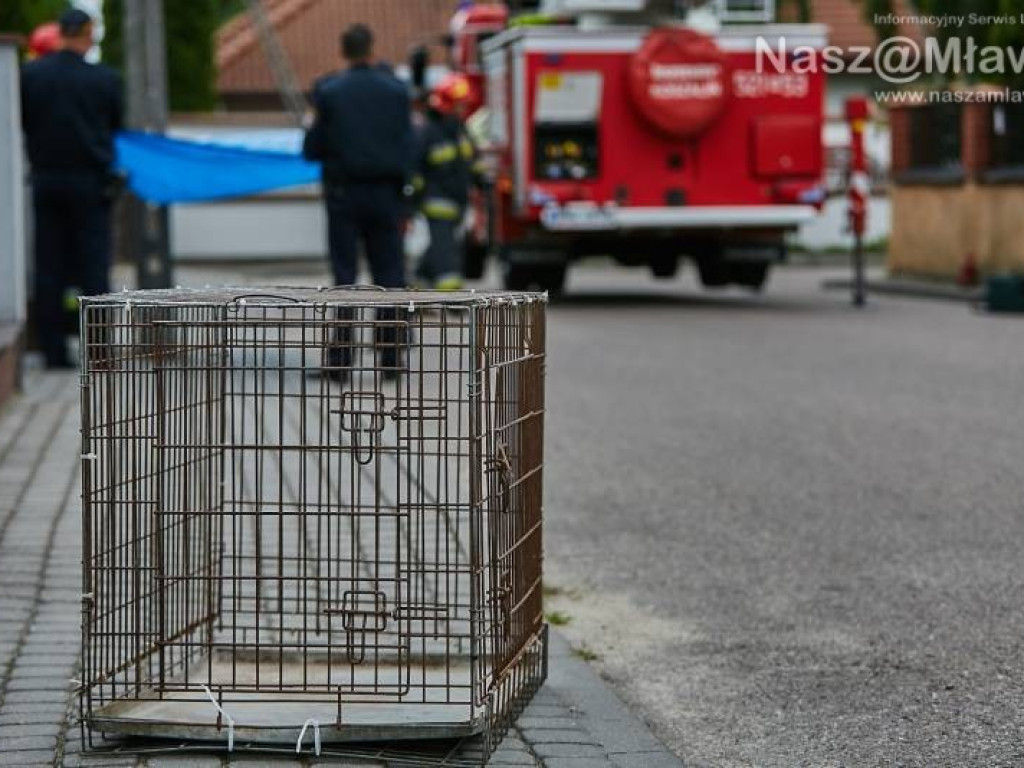 Niecodzienna akcja w Mławie. Szop uratowany!