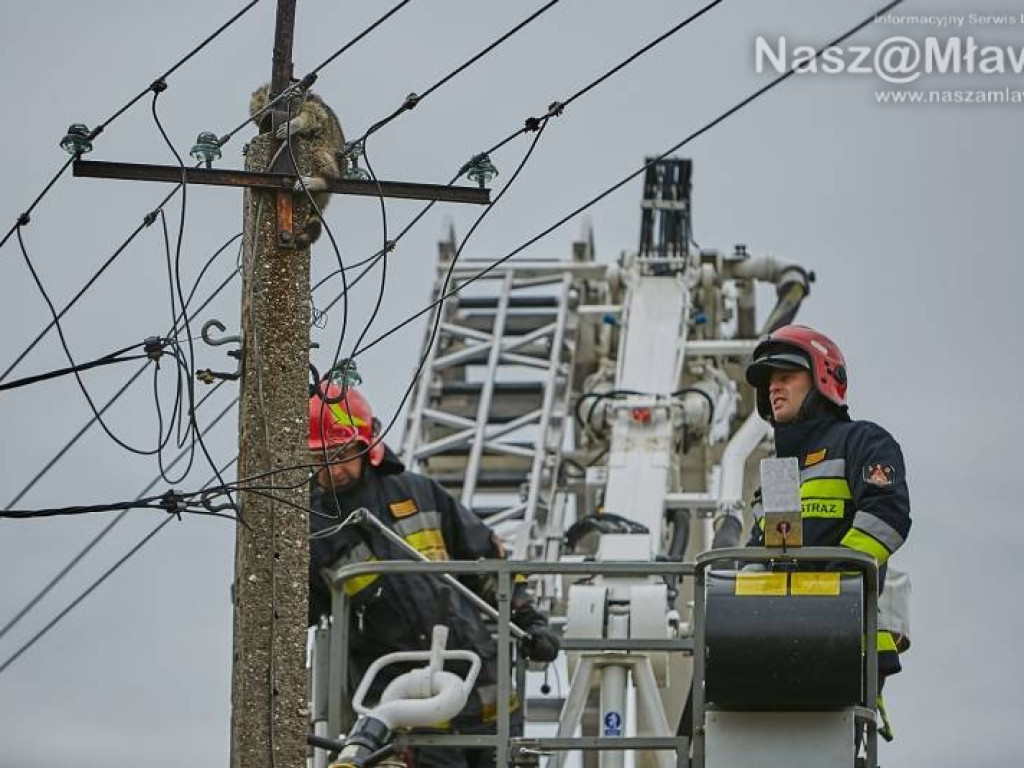 Niecodzienna akcja w Mławie. Szop uratowany!
