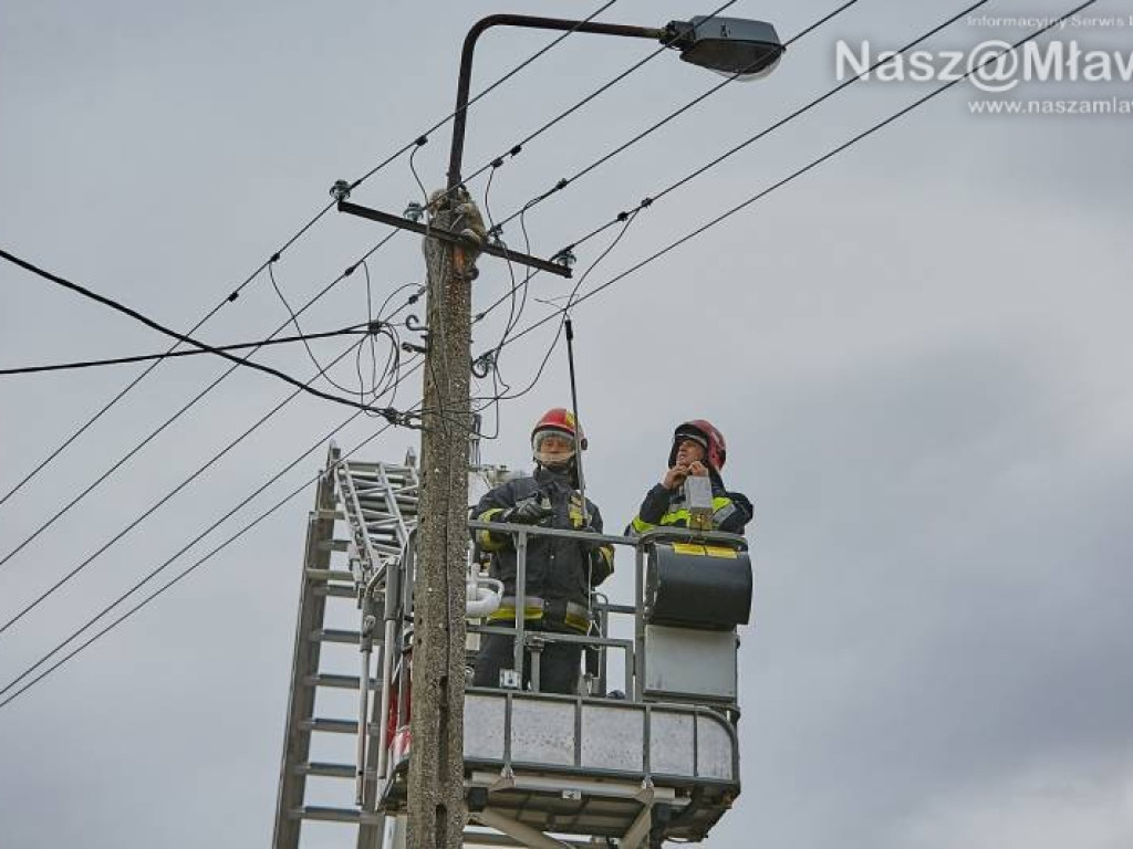 Niecodzienna akcja w Mławie. Szop uratowany!