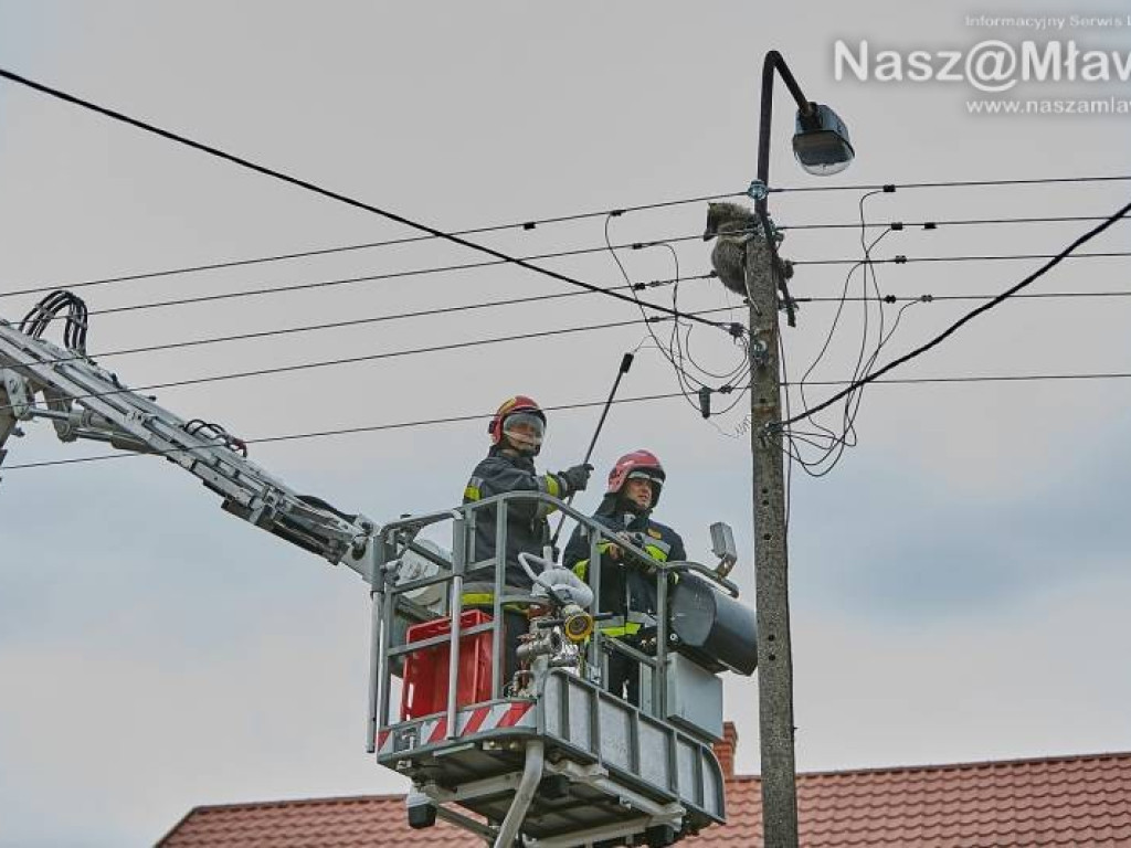 Niecodzienna akcja w Mławie. Szop uratowany!