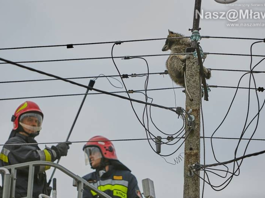 Niecodzienna akcja w Mławie. Szop uratowany!
