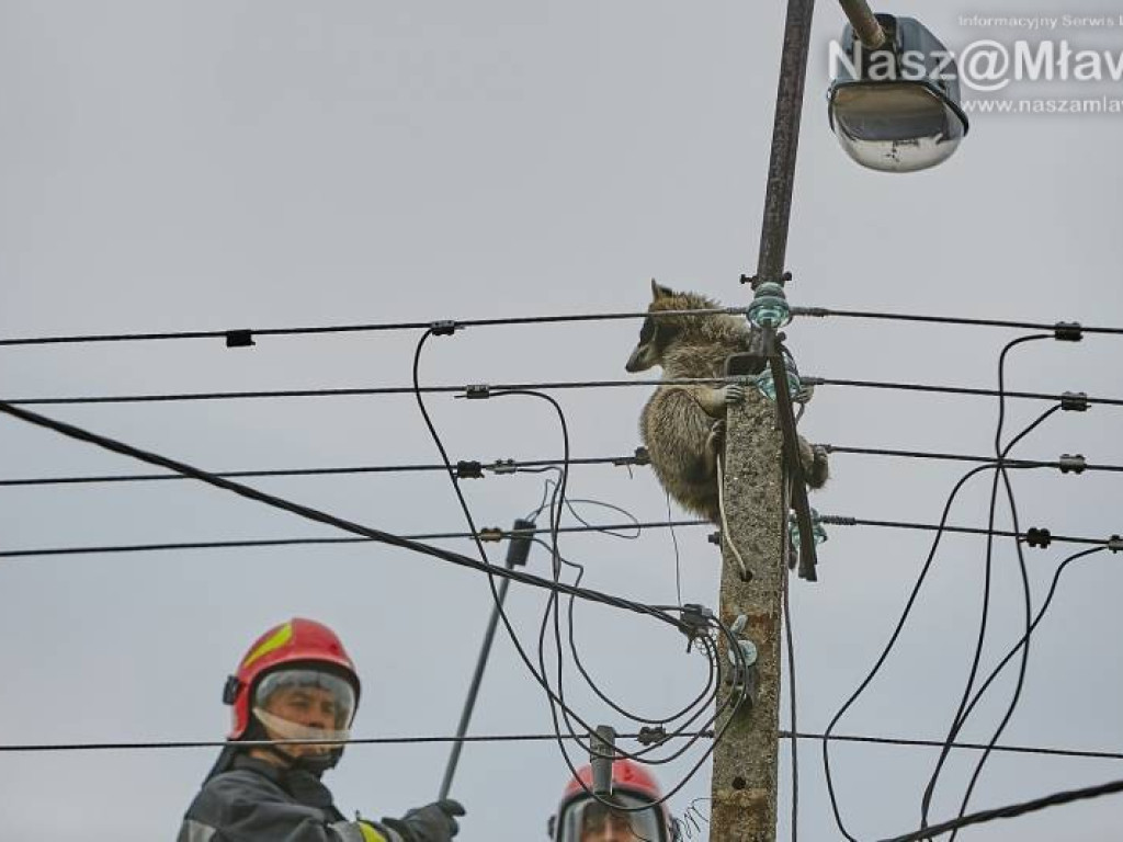 Niecodzienna akcja w Mławie. Szop uratowany!