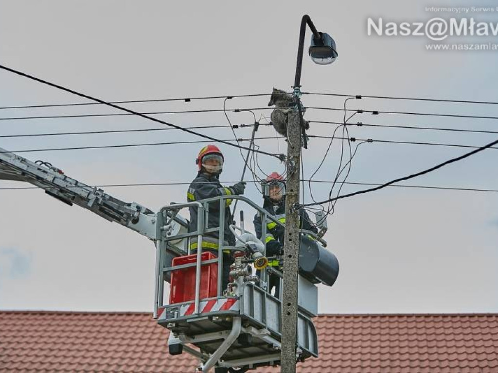 Niecodzienna akcja w Mławie. Szop uratowany!