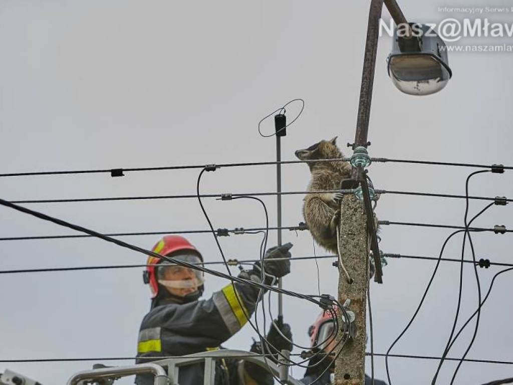 Niecodzienna akcja w Mławie. Szop uratowany!