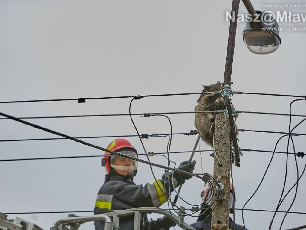 Niecodzienna akcja w Mławie. Szop uratowany!