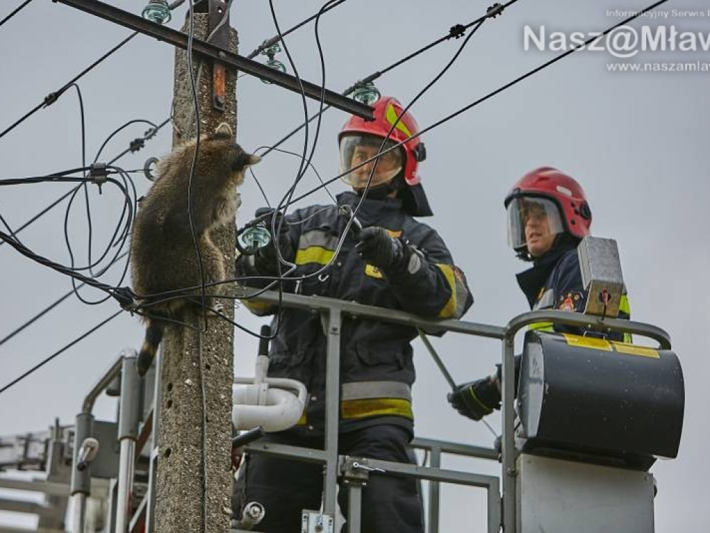 Niecodzienna akcja w Mławie. Szop uratowany!