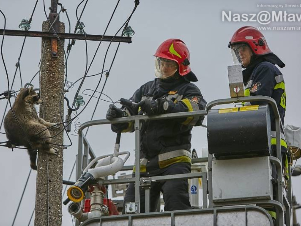 Niecodzienna akcja w Mławie. Szop uratowany!