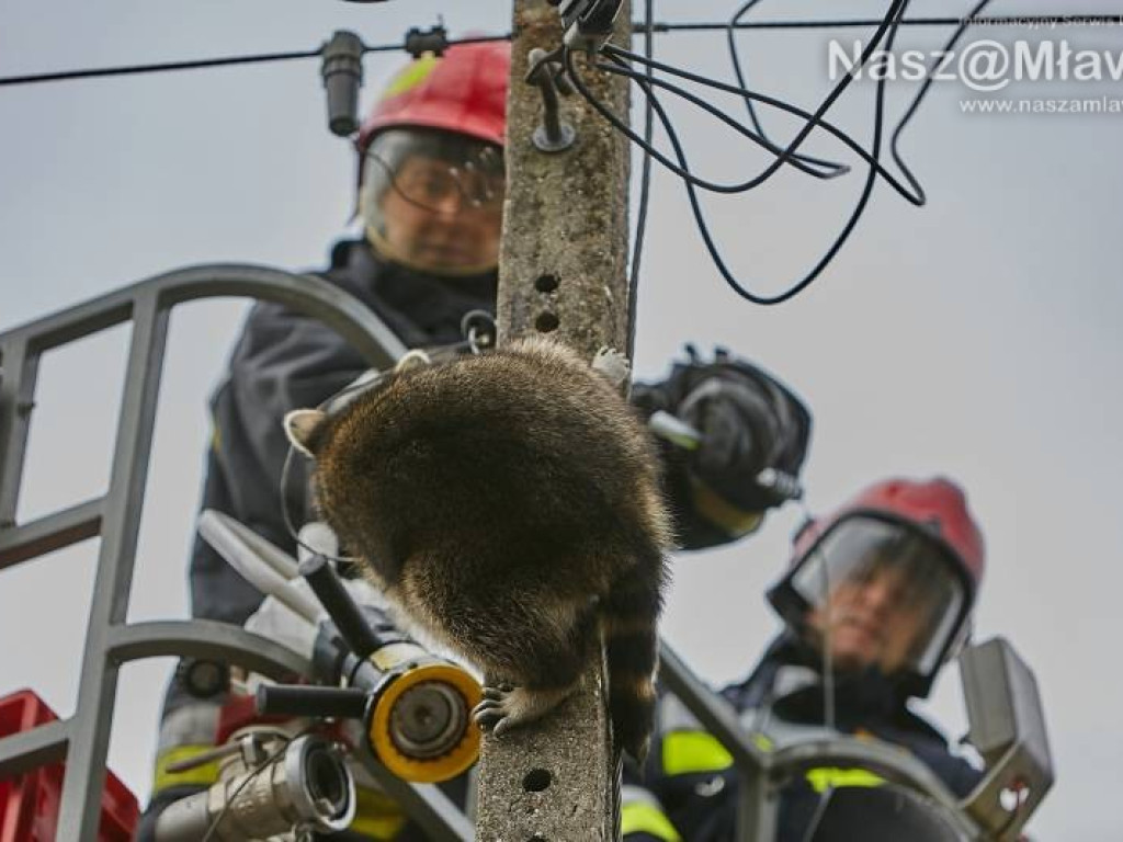 Niecodzienna akcja w Mławie. Szop uratowany!