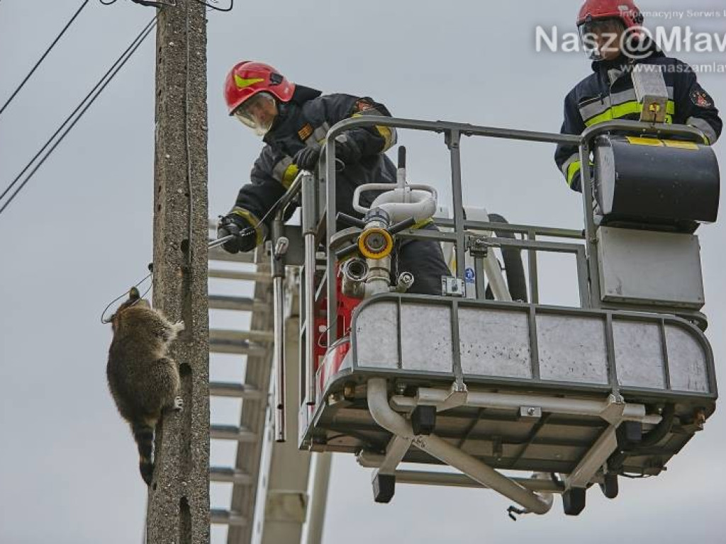 Niecodzienna akcja w Mławie. Szop uratowany!
