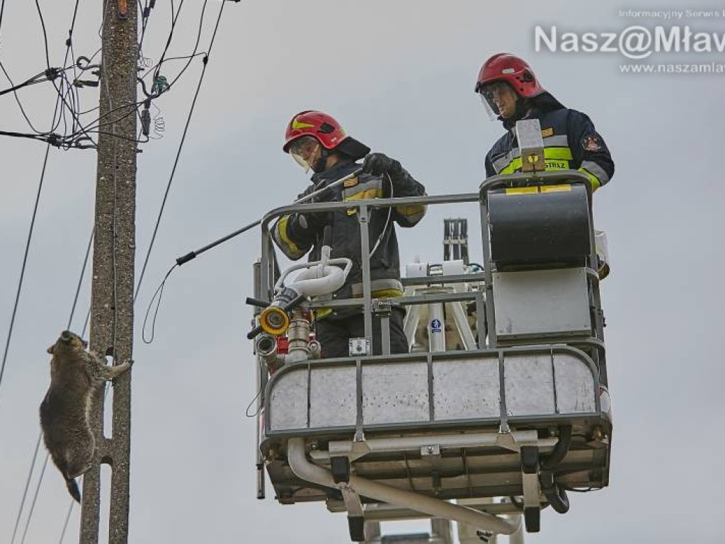 Niecodzienna akcja w Mławie. Szop uratowany!