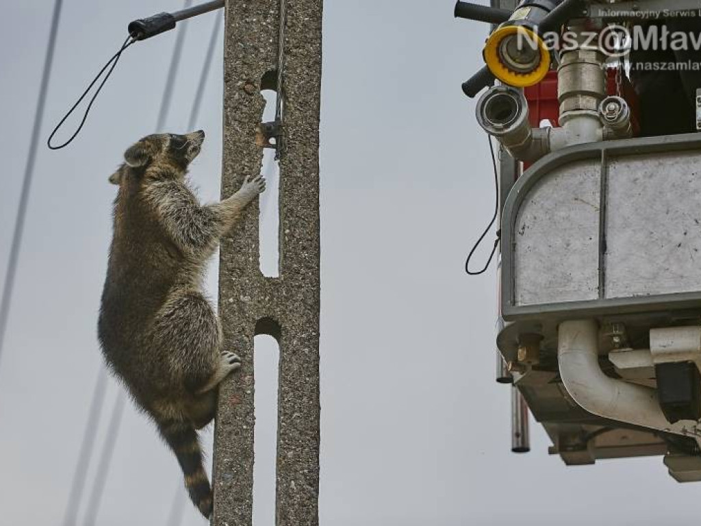 Niecodzienna akcja w Mławie. Szop uratowany!