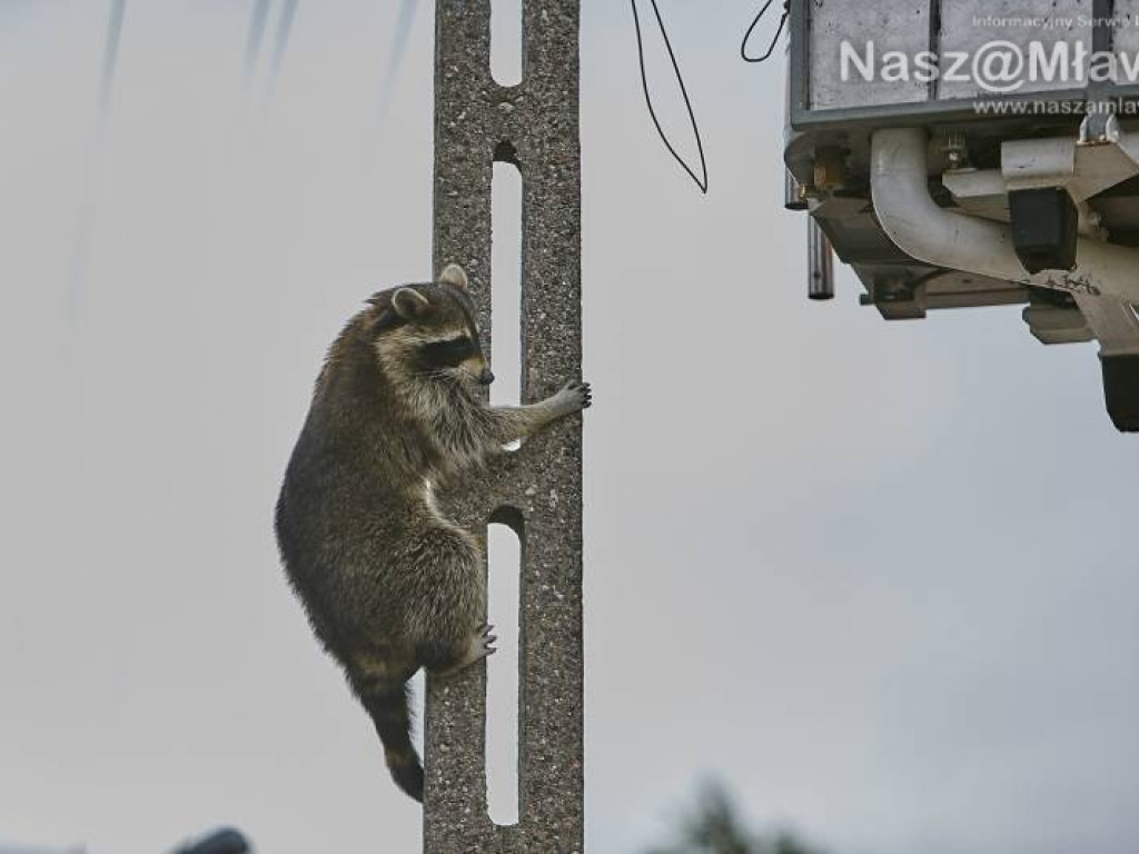 Niecodzienna akcja w Mławie. Szop uratowany!