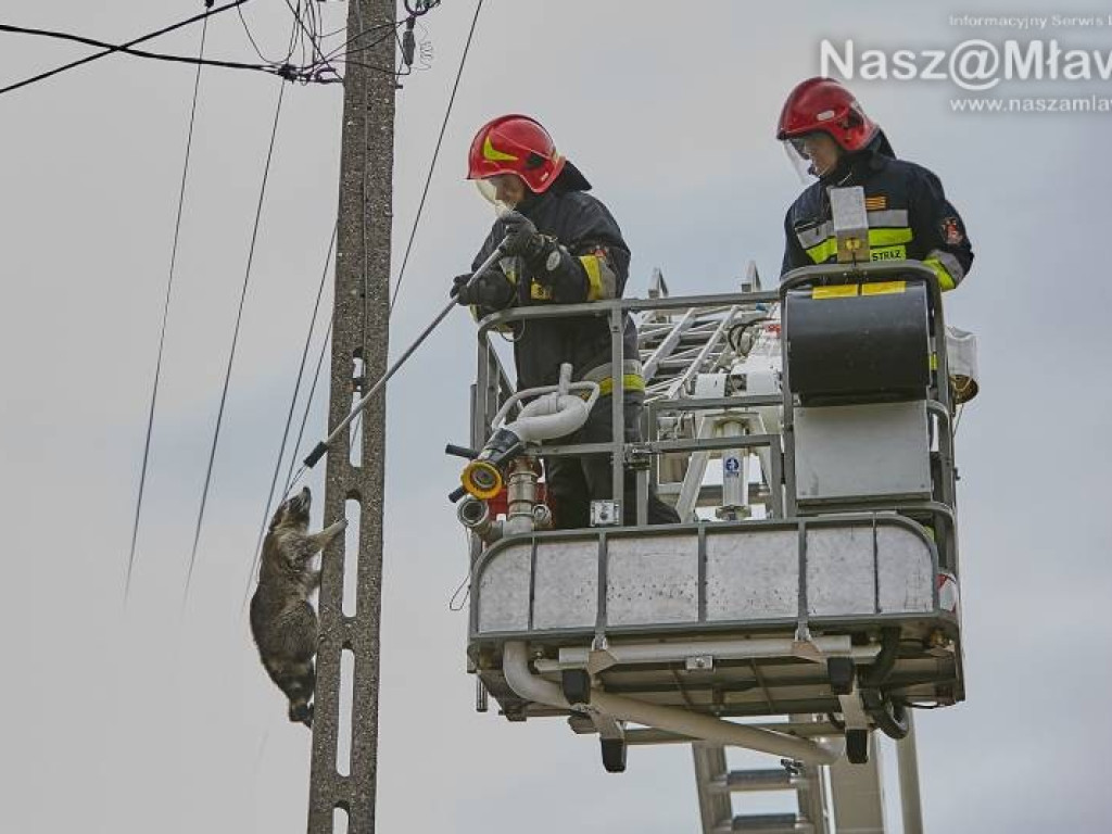 Niecodzienna akcja w Mławie. Szop uratowany!