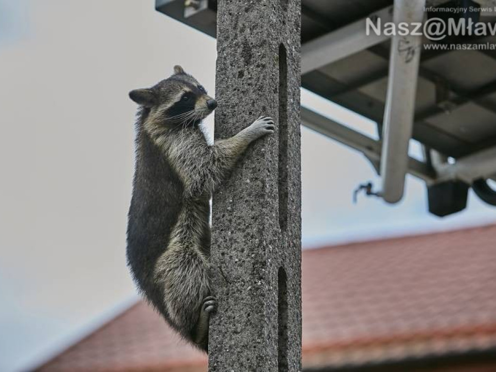 Niecodzienna akcja w Mławie. Szop uratowany!