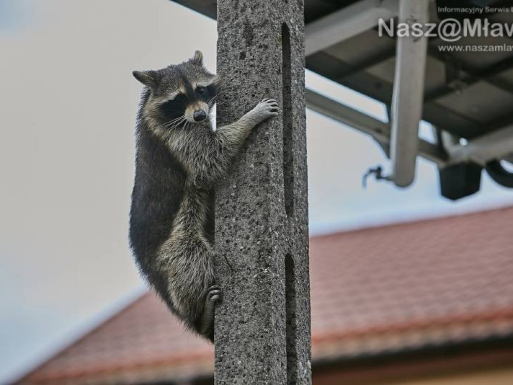 Niecodzienna akcja w Mławie. Szop uratowany!