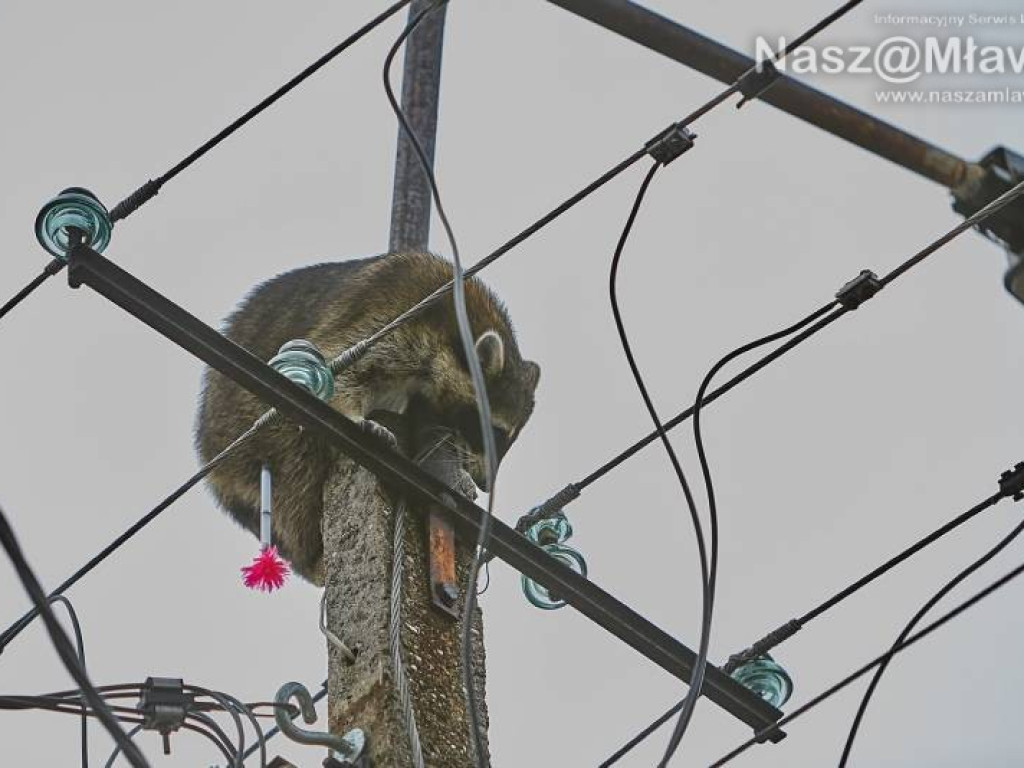 Niecodzienna akcja w Mławie. Szop uratowany!